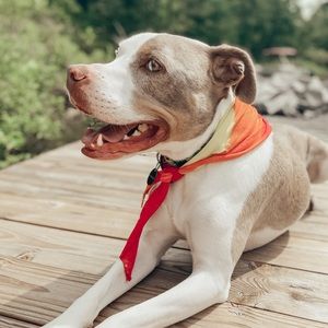 Meet your Posher, Austin